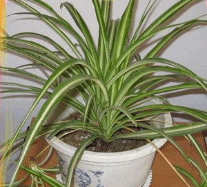 介紹幾種能(néng)淨化(huà)空(kōng)氣的(de)植物(wù)